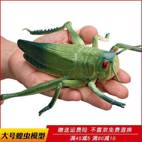 仿真蚂蚱塑胶模型玩具
