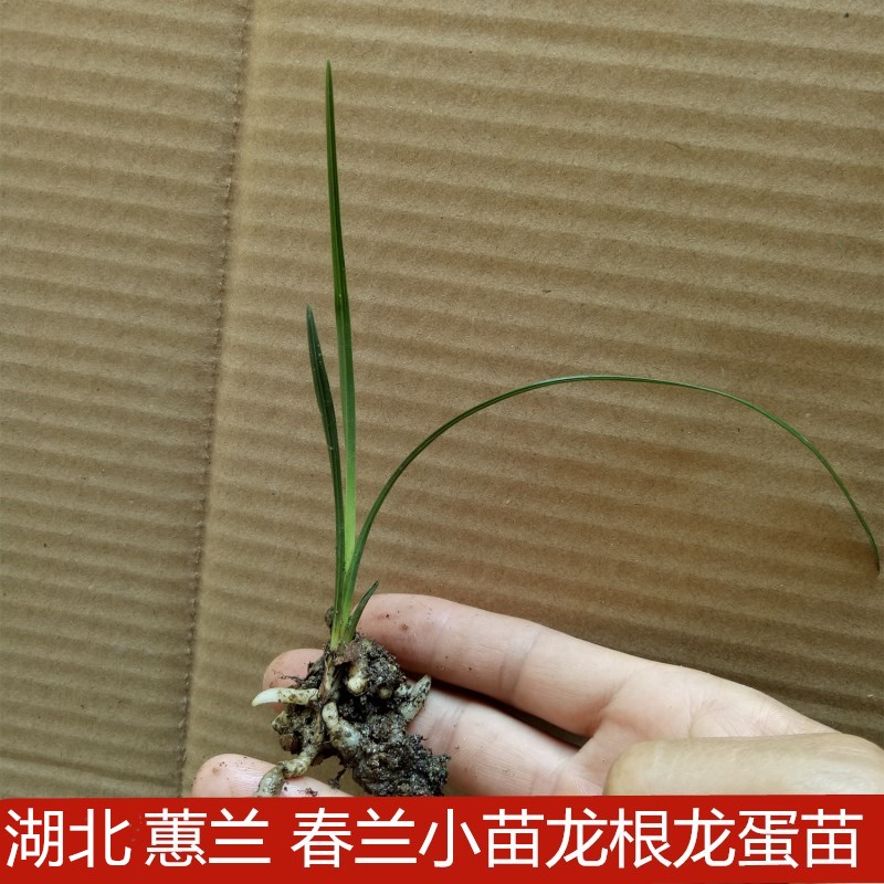 兰花小苗春兰蕙兰龙根苗龙蛋苗湖北兰花苗惠兰四季盆栽绿植兰草花