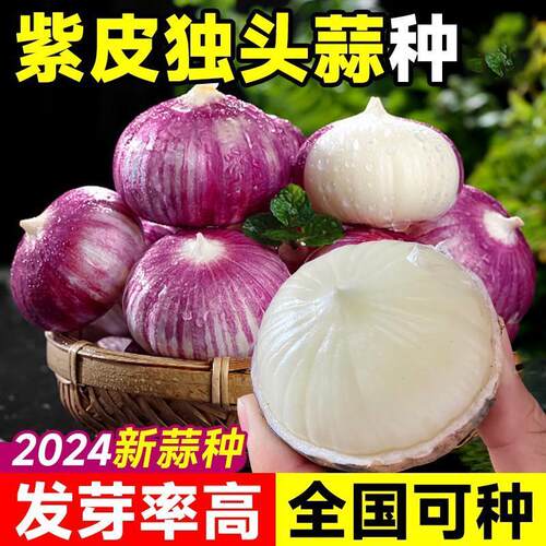 德国进口蒜中之王香辣可口炒菜更香嘎嘣脆独头大蒜剥皮方