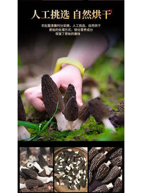 【直播特价】羊肚菌3-5厘米煲汤炖汤营养特产农家干货260507#