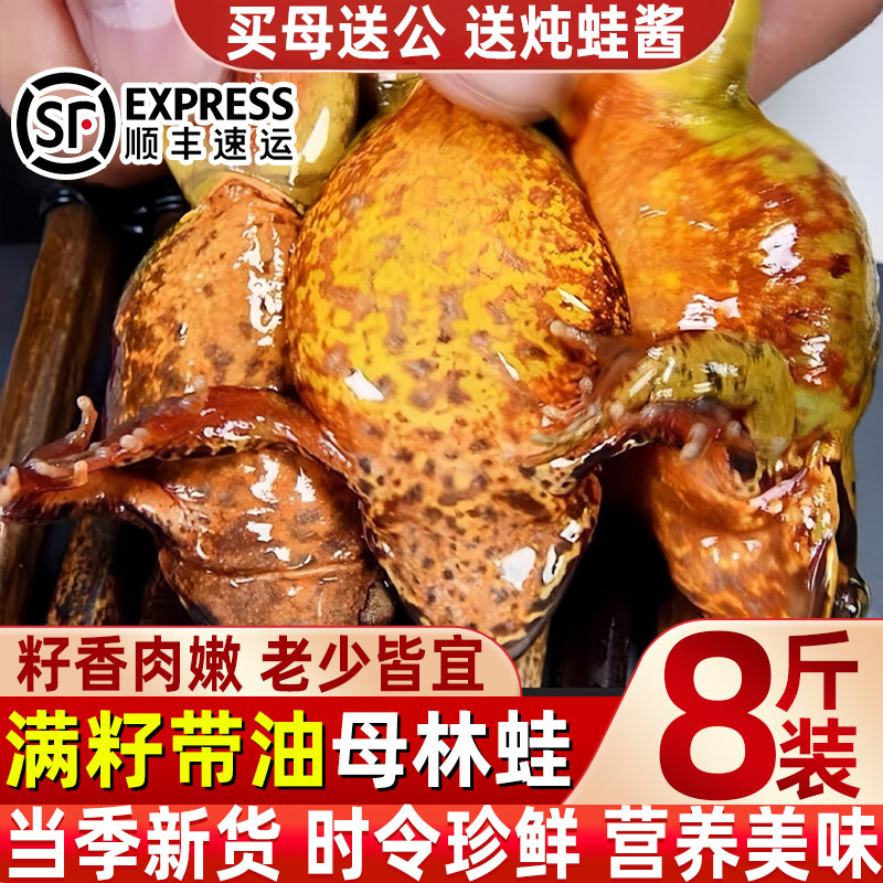 正宗东北母豹子纯母速冻母林蛙速冻雪蛤黄肚皮满油满籽蛤蟆速冻