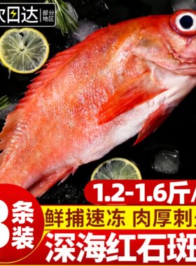 青岛红石斑鱼深海生鲜顺丰包邮