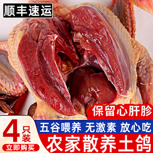 散养新鲜鸽子滋补带头带爪保留心肝顺丰冷链发货肉鸽土鸽老鸽食用
