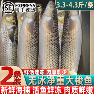 鲜冻海梭鱼鲜活速冻淄鱼新鲜海捕红眼梭鱼新鲜冷冻整条大梭鱼顺丰
