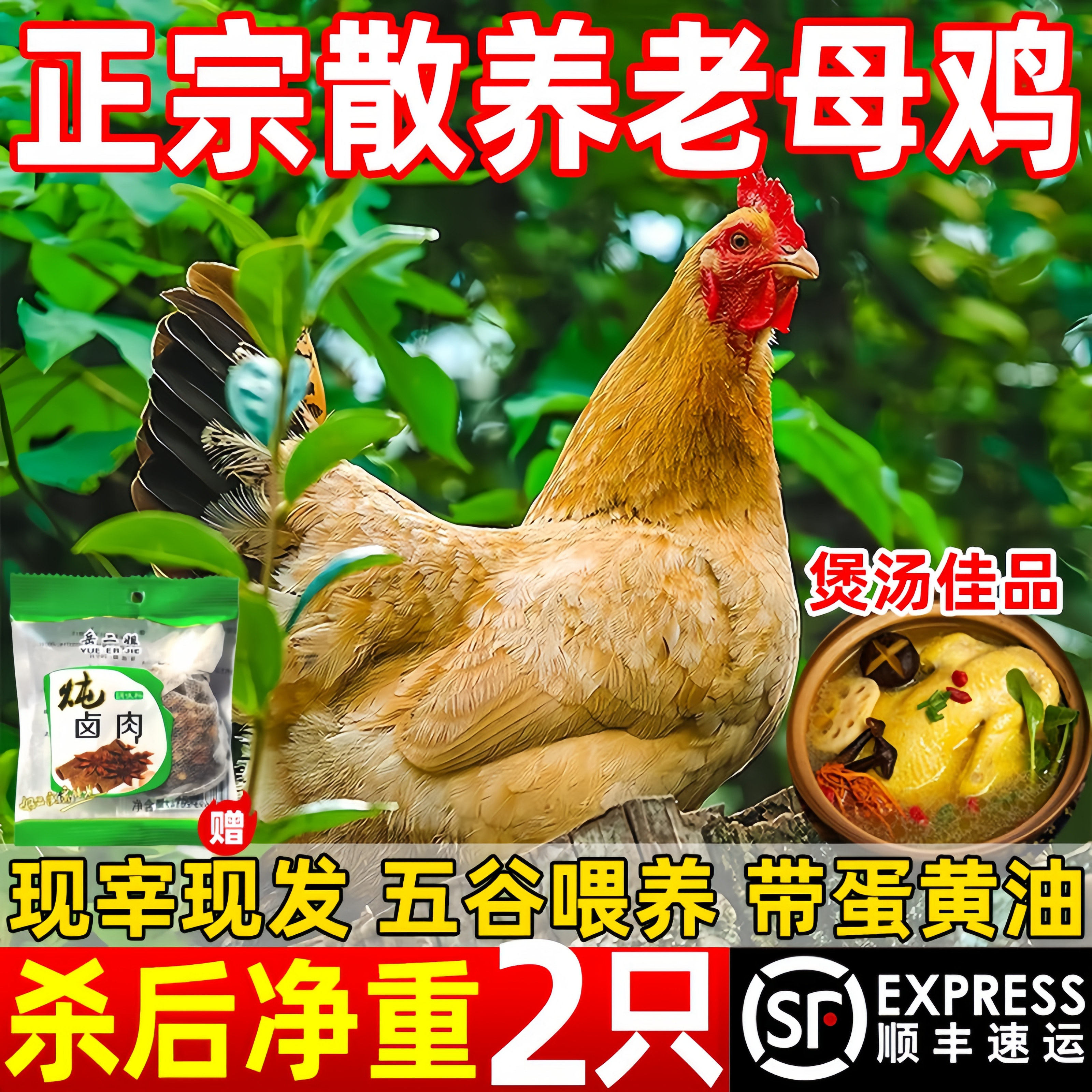正宗新鲜现杀散养老母鸡母鸡土鸡子鸡鸡肉煲汤农家蛋母鸡顺丰包邮