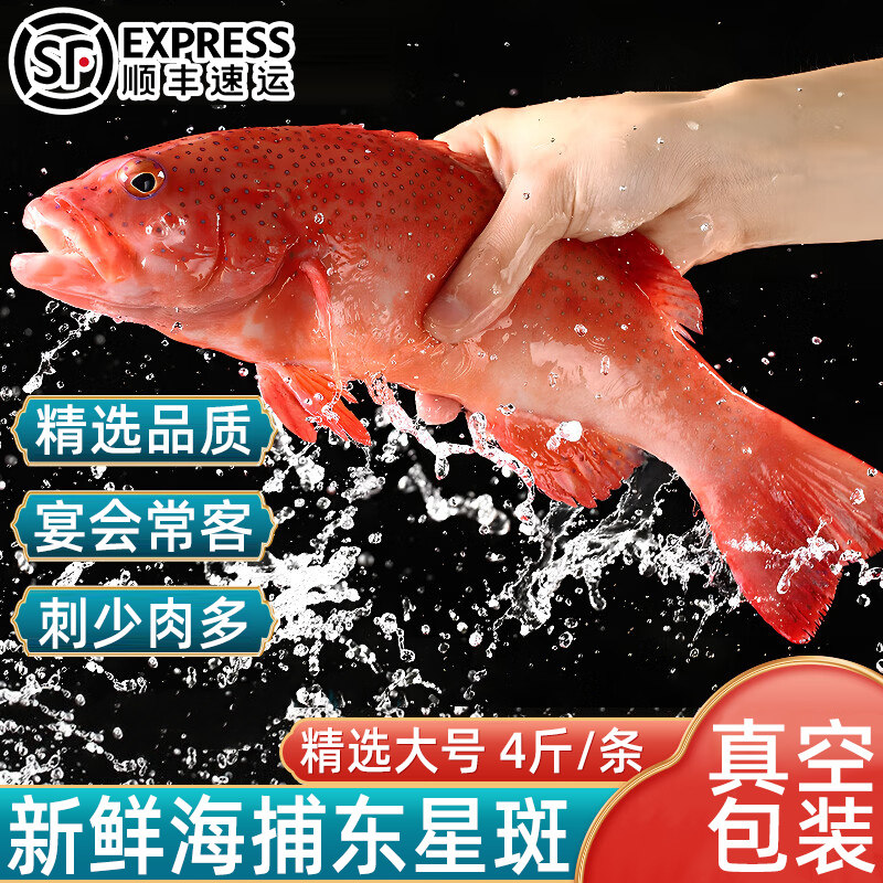 东星斑鱼鲜活冷冻大红石斑鱼