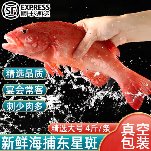 东星斑鱼鲜活冷冻大红石斑鱼