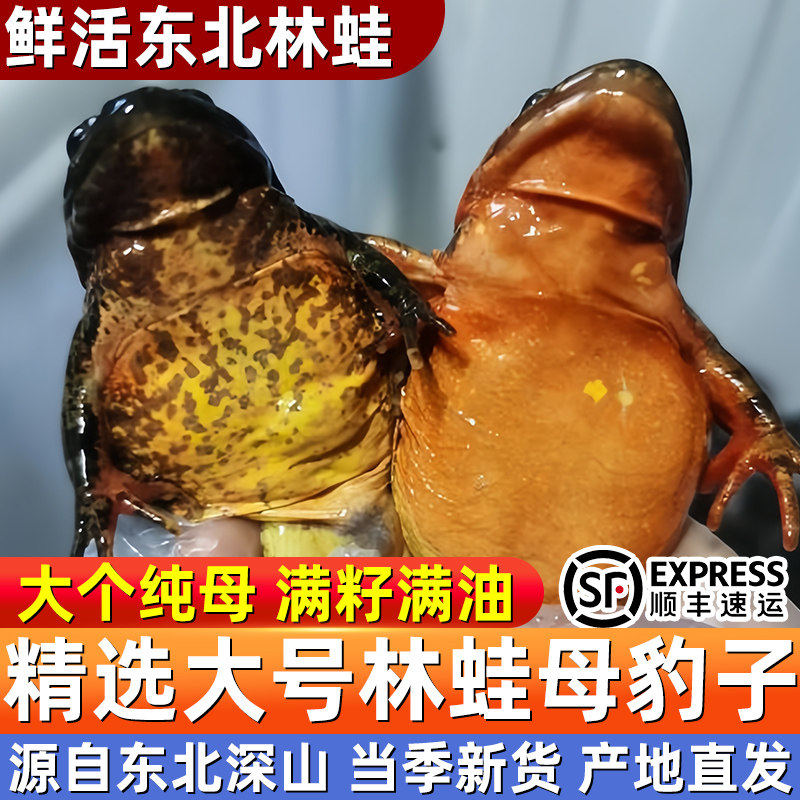 东北林蛙鲜活母豹子活林蛙满籽纯母大母豹子活的雪蛤活蛤蟆顺丰