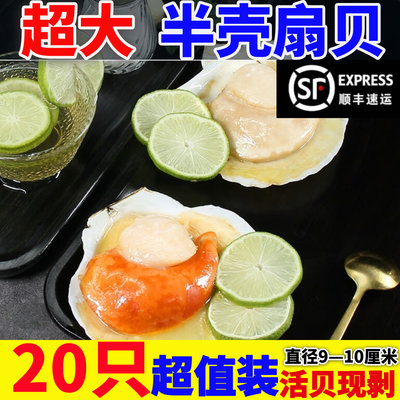 半壳贝夏贻贝新鲜冷冻扇贝鲜活夏夷贝蒜蓉粉丝烧烤海鲜扇贝肉商用