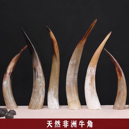 天然摆件办公装饰牛角牦牛角