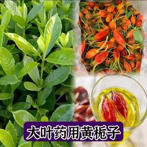 正宗黄桅子大叶产量高现挖正宗大叶黄栀子大叶大果 - 封面