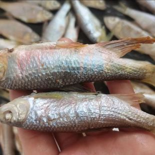 马口鱼江西农家炭烤溪水桃花鱼无盐新鲜去肚小杂鱼干淡水溪哥鱼干