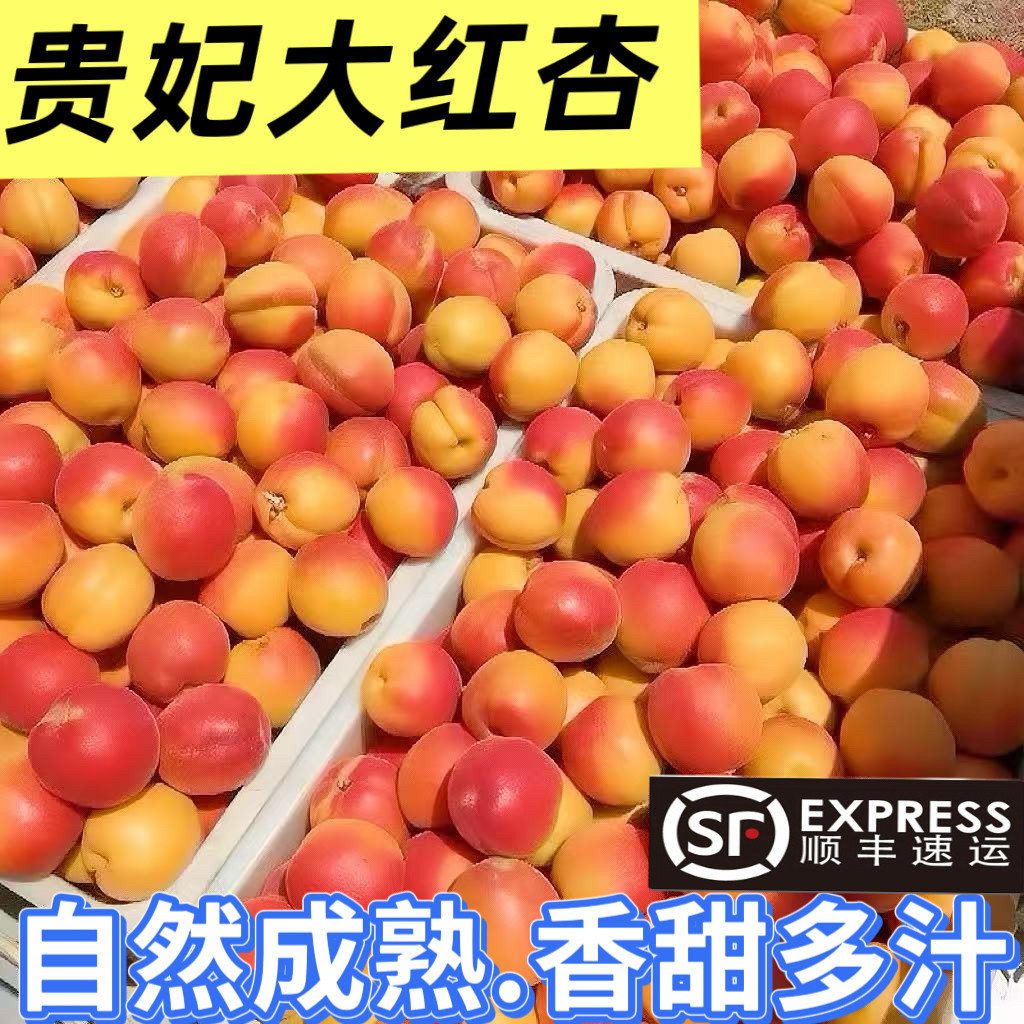 现货2026陕西贵妃大红杏新鲜胭脂杏子水果当季甜核孕妇小孩放心吃