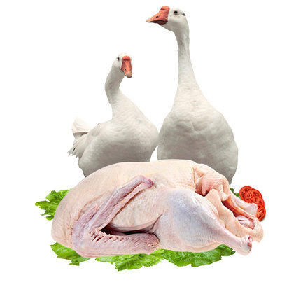 农家散养新鲜鹅肉老鹅肉大白鹅5斤烧鹅生鲜食材冷冻整只装包邮,水产肉类/新鲜蔬果/熟食,鹅肉/鹅肉制品,淘宝优惠券,粉丝福利购,淘宝优惠卷
