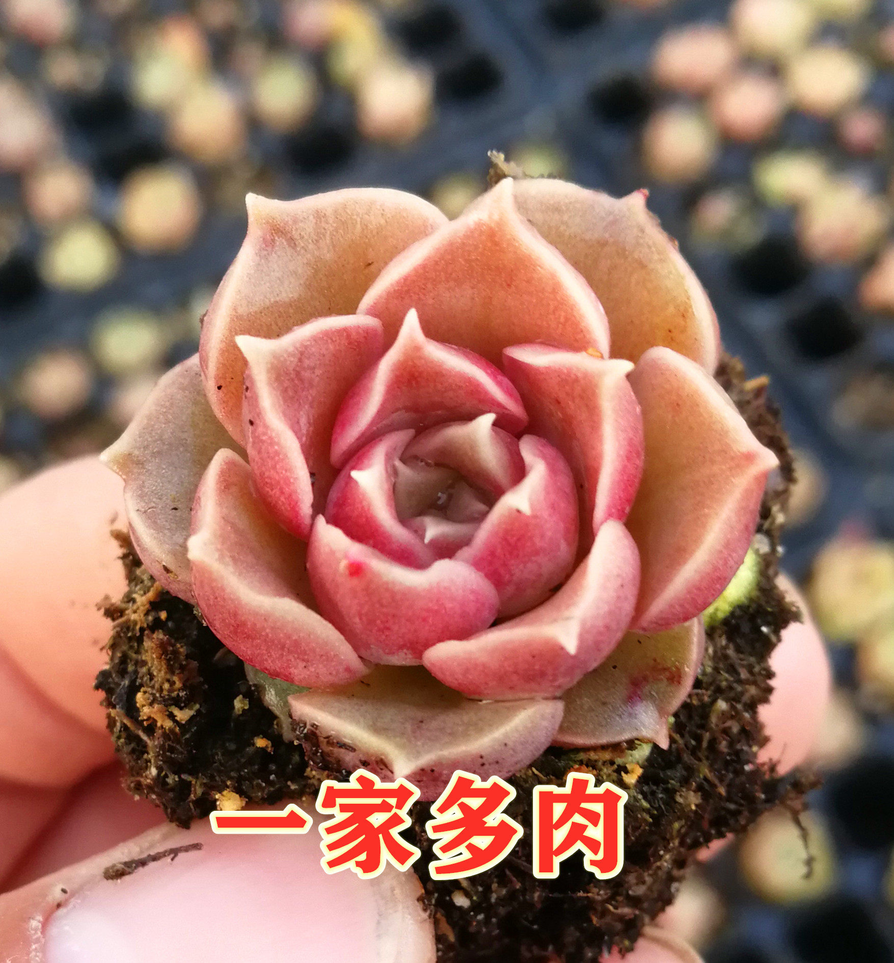 莫西干人 血斑多肉绿植物组合装饰精品盆栽易养活基地直发包邮