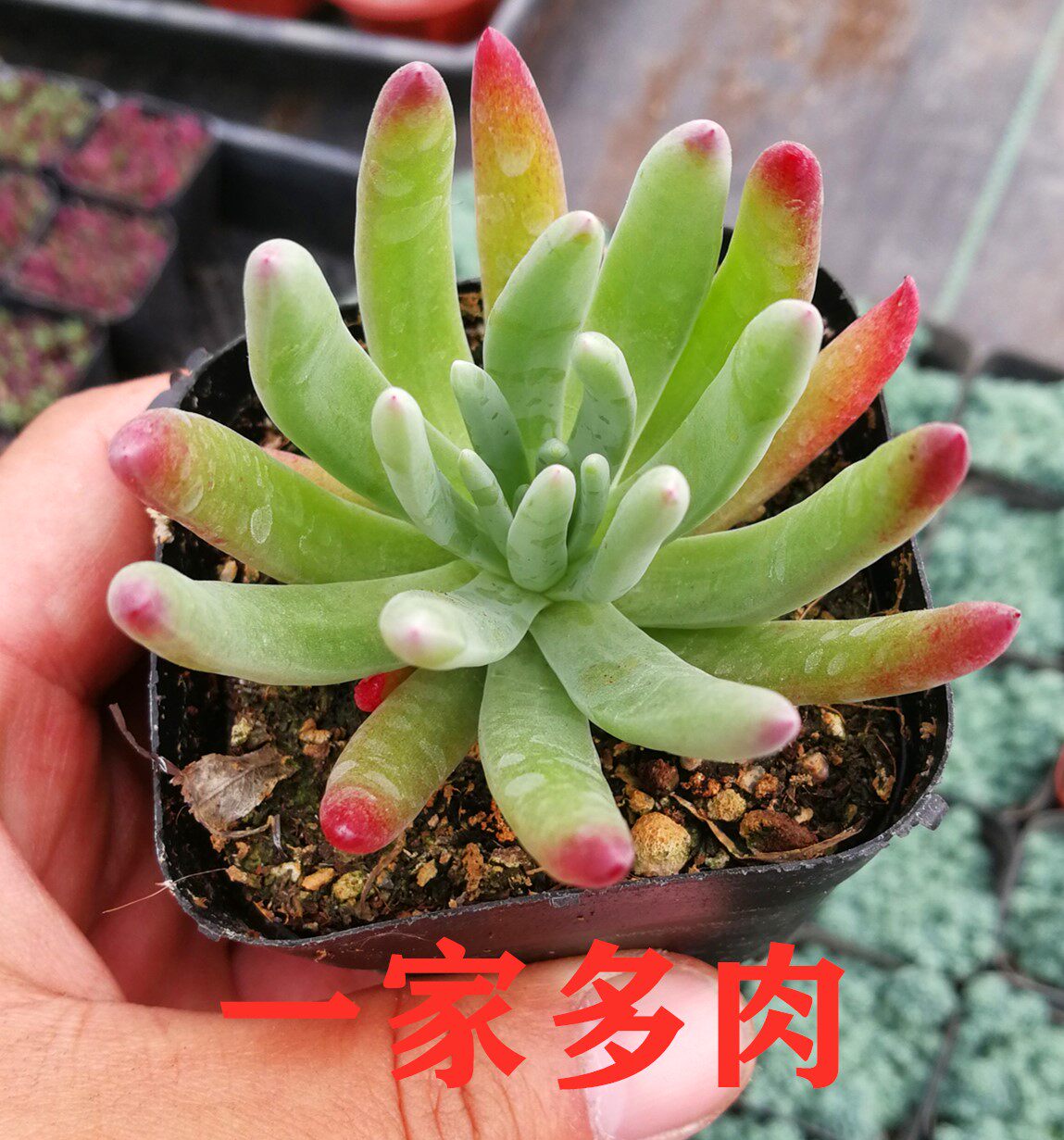 爱杜丽丝 仙女杯 多肉植物 花卉绿植