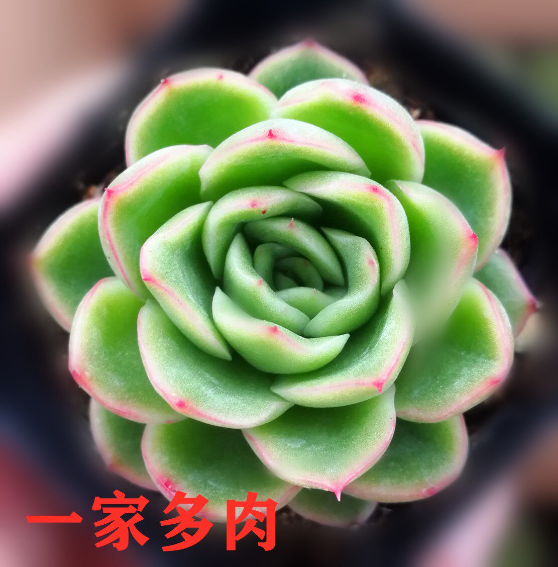 玉杯东云 多肉植物 花卉绿植 阳台 防辐射