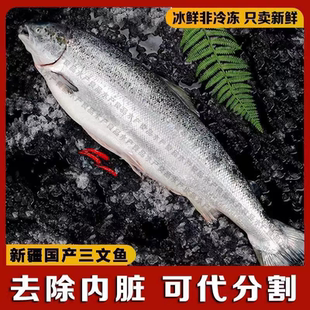 新疆国产三文鱼整条3-7斤冰鲜刺身寿司免费开片去刺新鲜中段礼盒