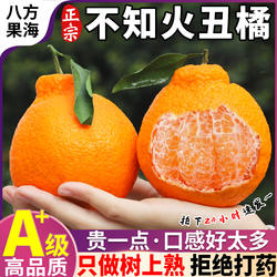 四川不知火丑橘新鲜现摘水果当季柑橘桔子脆蜜蒲江柑橘皇后甘平5