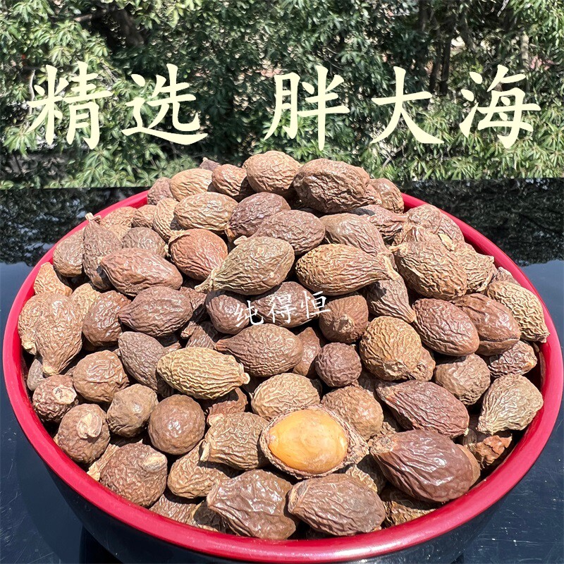 纯得恒深山采摘胖大海大海子