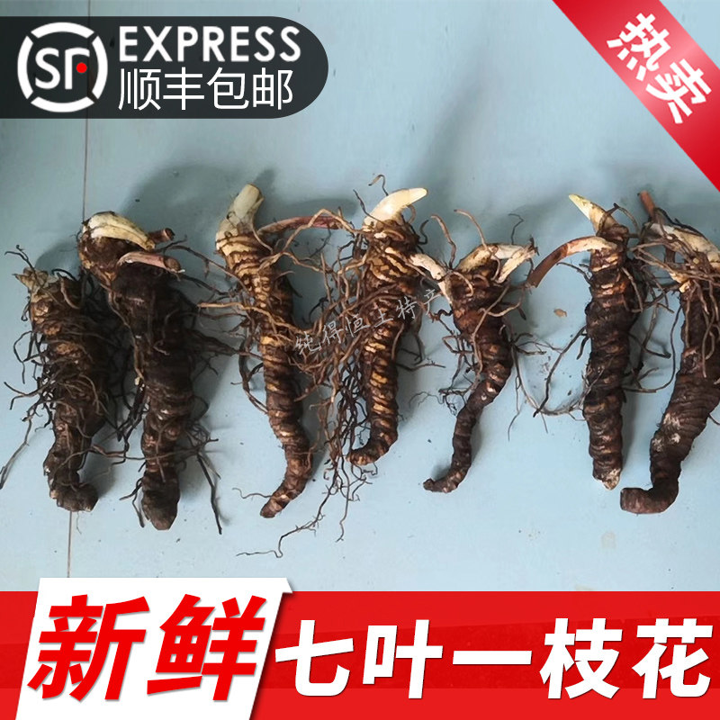 纯得恒重楼蚤休七叶一枝花
