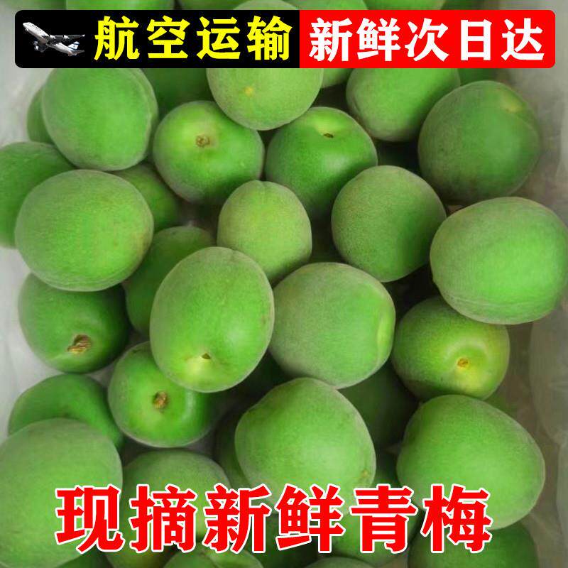 正宗[顺丰空运]云南高山胭脂梅新鲜青梅鲜果泡酒梅子红梅现摘野生