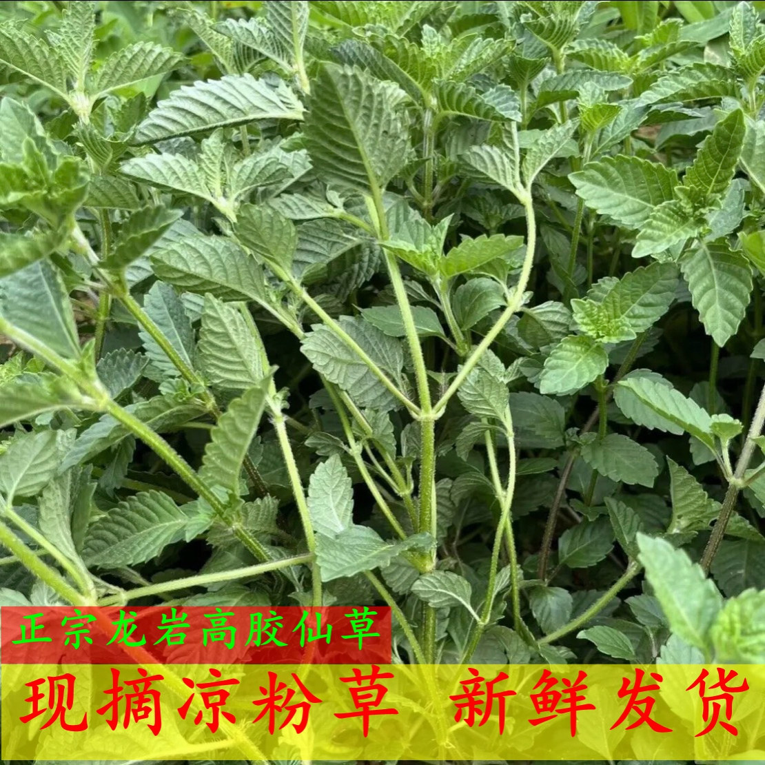 正宗高胶新鲜仙草 黑凉粉 草粿 仙草冻 烧仙草新鲜现摘发货