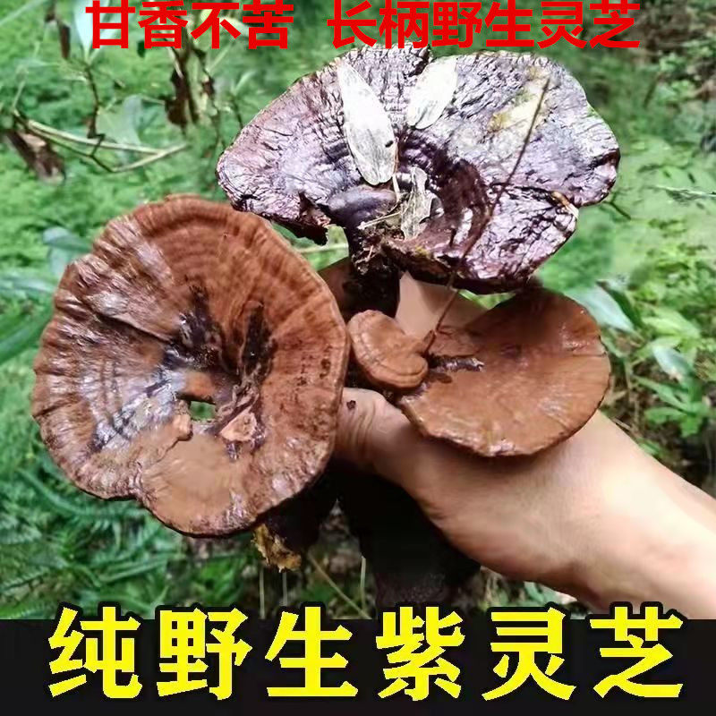 广西柳州深山纯野生紫灵芝干货整枝可切片泡酒长腿黑灵芝250g不苦