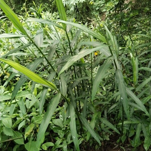云南野山姜正宗野姜南姜深山现挖山姜头够老南姜开胃卤水配料