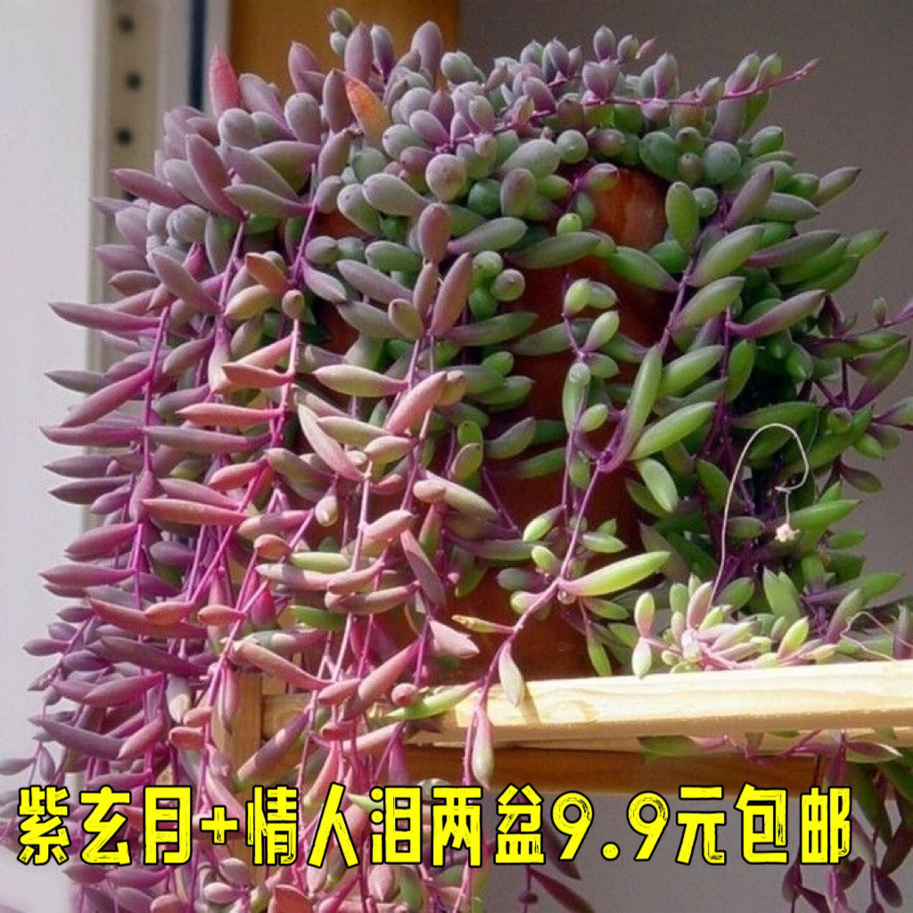 多肉植物紫玄月吊兰佛珠吊兰情人泪吊兰绿植防辐射珍珠吊兰盆栽