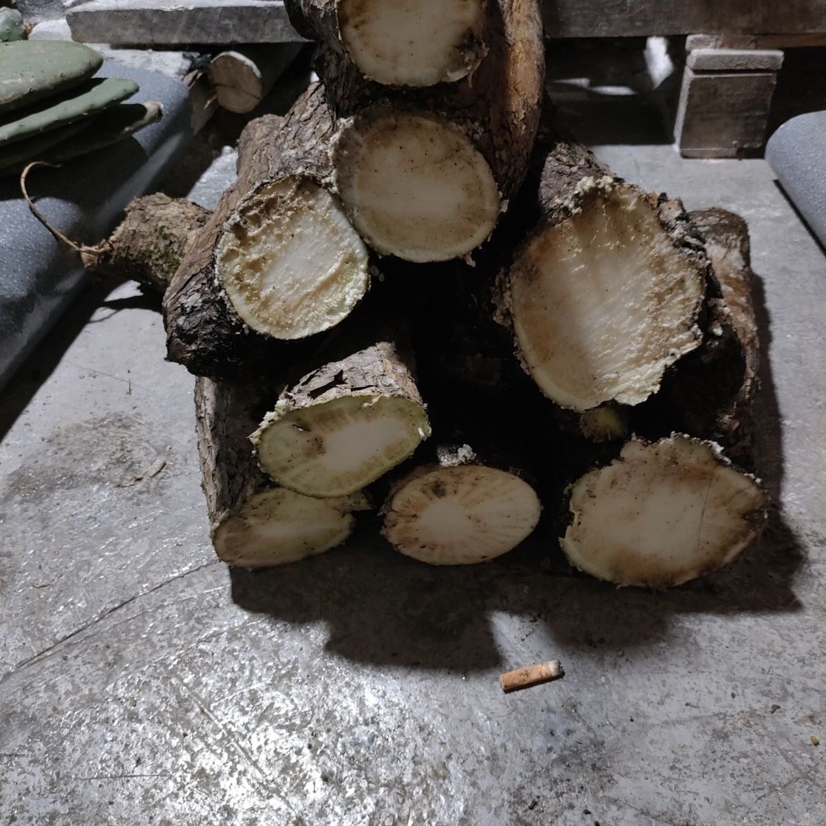 贵州梨果仙人掌15-20年精选纯野生木质药用老桩可盆栽可外敷煲汤