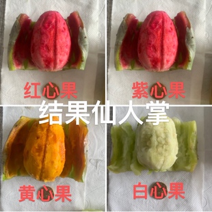 稀有进口改良紫红黄白果肉大果无刺少刺果用仙人掌两年成3米大树