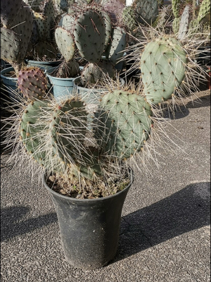 勾毛残月团扇仙人掌稀有进口高端美花美刺仙人掌奇趣多肉绿植盆栽