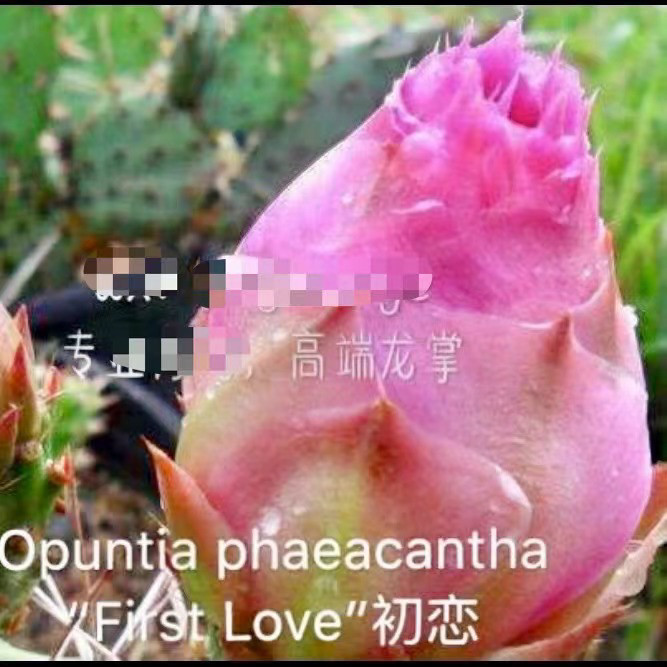 初恋团扇仙人掌稀有进口高端美花美刺仙人掌奇趣多肉绿植盆栽好养