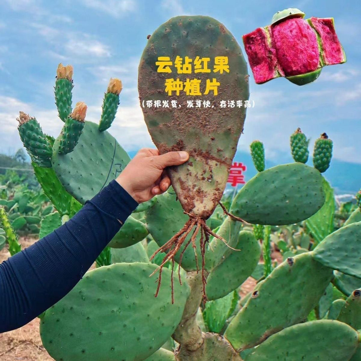 稀有云钻带根红果特大果仙人掌进口改良品种果苗果树耐旱耐晒耐热
