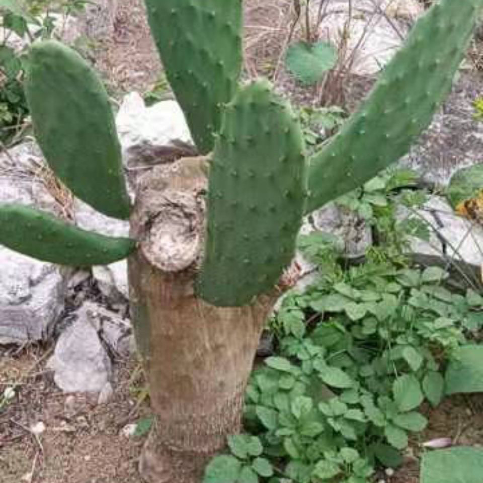 大型米邦塔食用仙人掌老桩种植观多肉植物