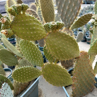 小卷毛东方人岛掌团扇仙人掌稀有进口高端美花美刺仙人掌奇趣绿植