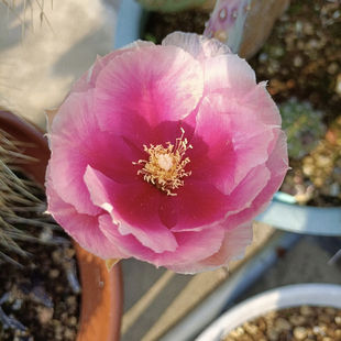 海狸银盾杂团扇仙人掌,稀有进口高端美花美刺仙人掌奇趣绿植盆栽