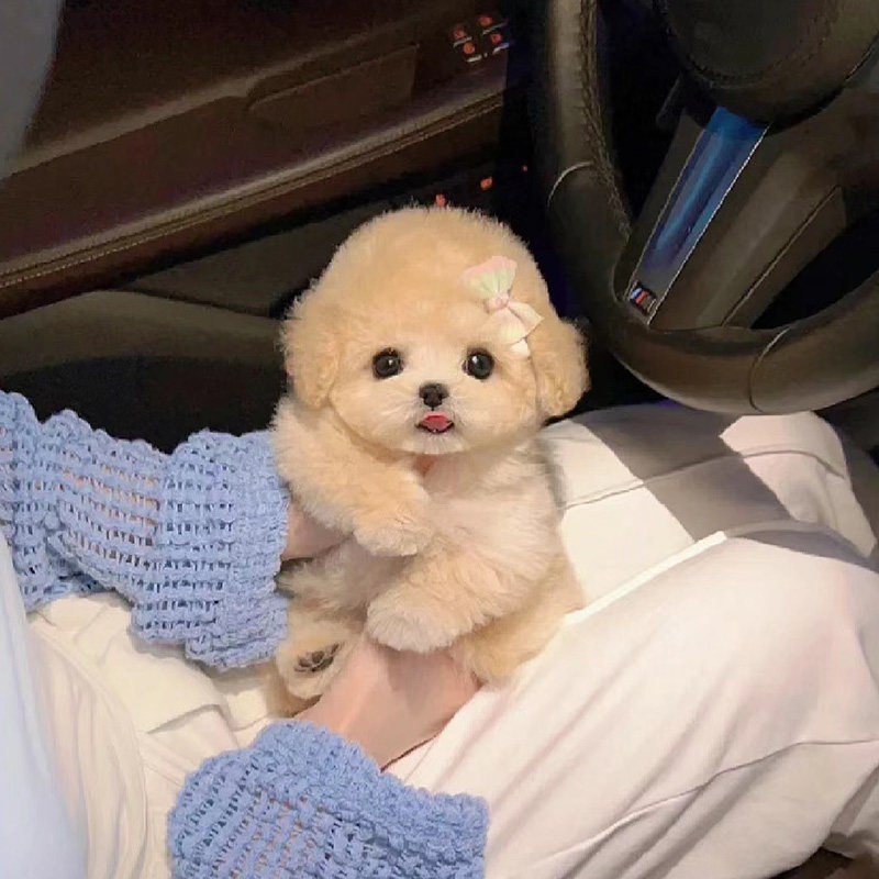 小体泰迪幼犬纯种贵宾茶杯犬赛级长不大香槟色灰泰迪宠物狗狗活体