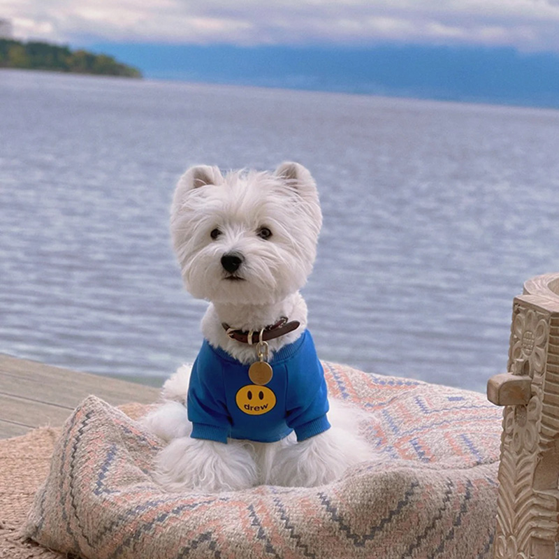 西高地幼犬纯种小型犬血统赛级软毛刚毛宠物活体长不大苏格兰白梗