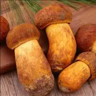 云南野生菌黄牛肝菌见手青黄赖头食用野生菌蘑菇现摘现发顺丰包邮