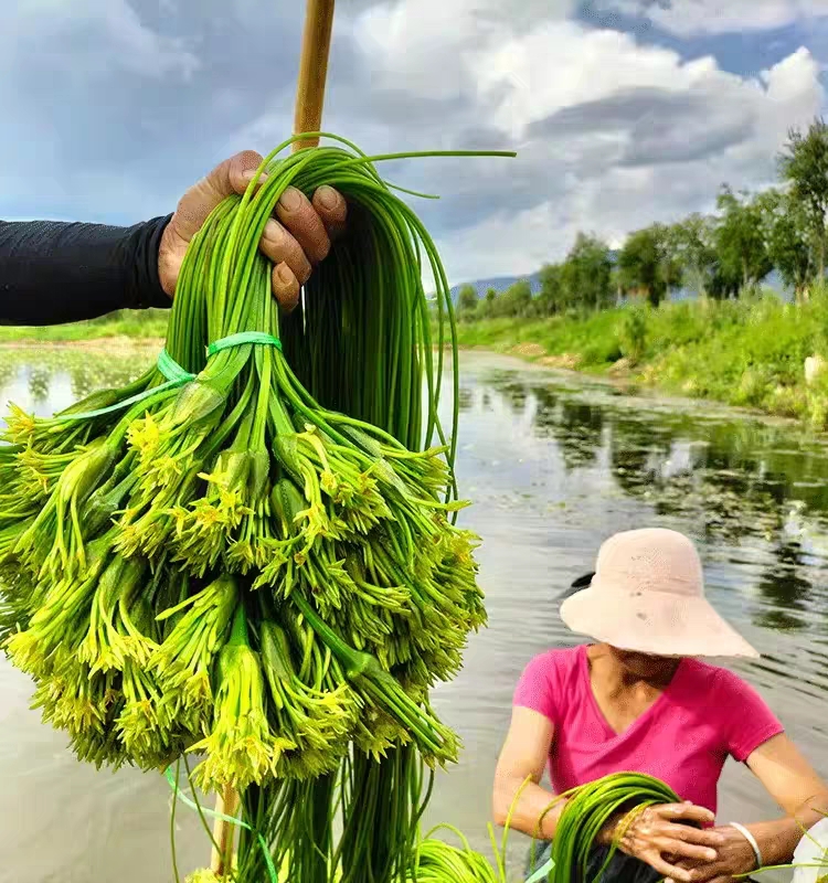 云南大理海菜水性杨花菜顺丰包邮