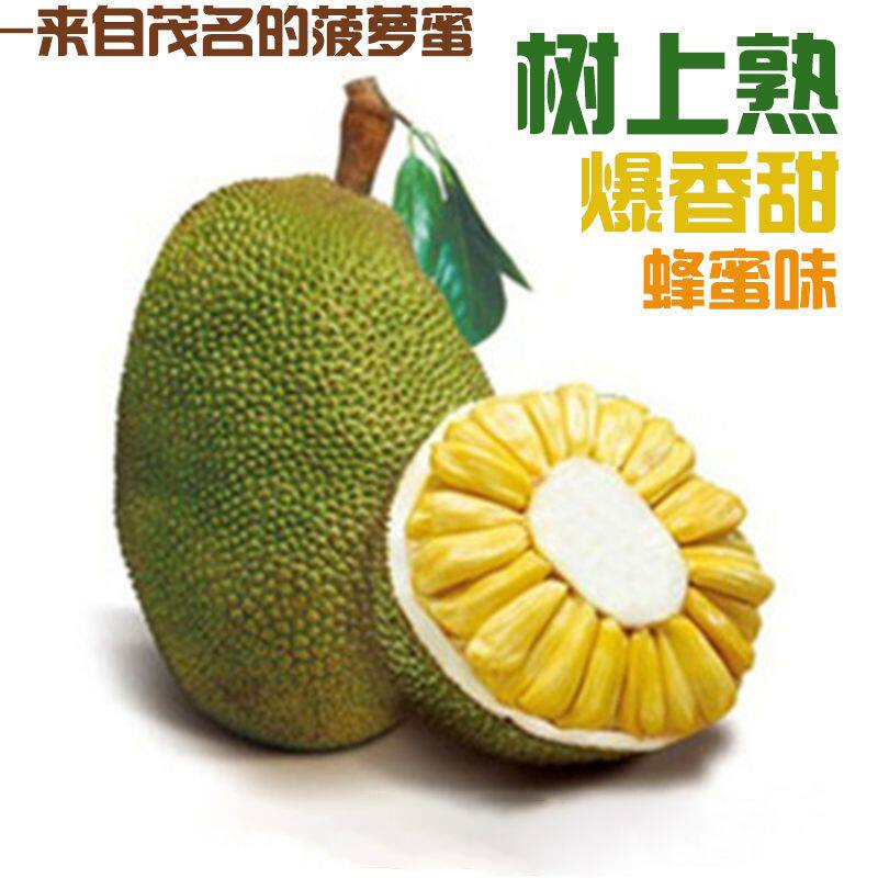 新鲜应季水果广东茂名菠萝蜜 大树菠萝树上熟干苞黄肉爆香甜 包邮