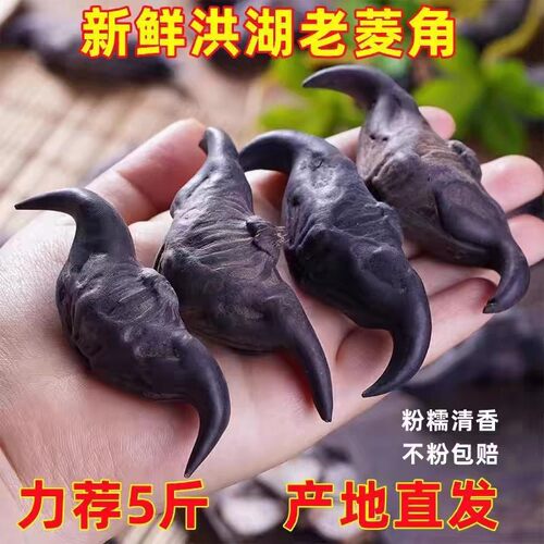 洪湖老菱角新鲜生棱角湖北特产现摘粉糯黑菱角嫩凌角大菱角米蔬菜
