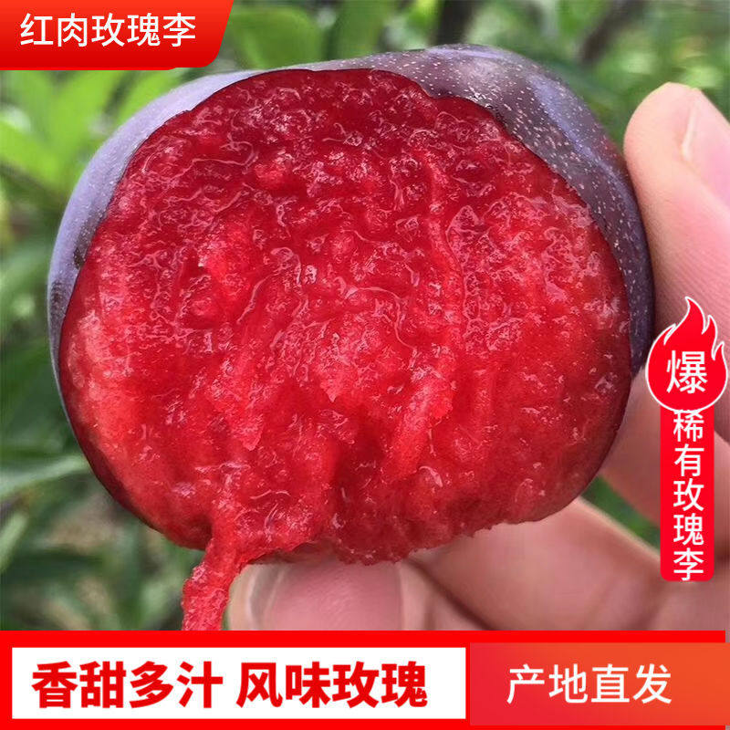 河南应季风味玫瑰血丝李红心李子时令水果黑布林红肉恐龙蛋味帝李