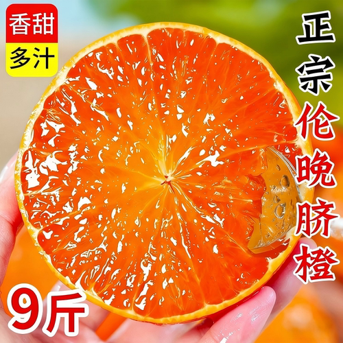 湖北宜昌秭归春橙伦晚脐橙