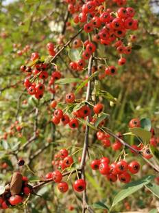 四川火棘野苹果救兵粮庭院花卉四季长青观果观花盆景素材全国包邮