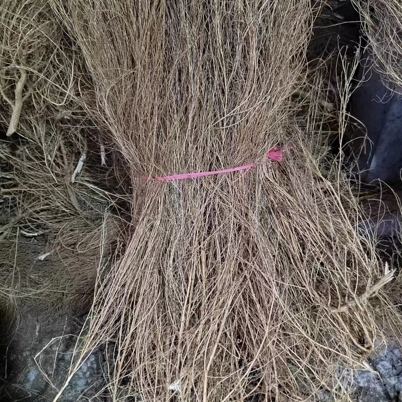 铁扫把铁扫帚苗子精品优质原材料特惠销售学校物业仓库天然植物