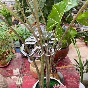 加厚绿植花茎固定器防到伏 透明龟背根茎支架 园艺植物固定支撑