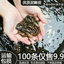 台湾泥鳅苗活体淡水养殖泥鳅苗饵料宠物鱼观赏鱼饲料小泥鳅活体鱼